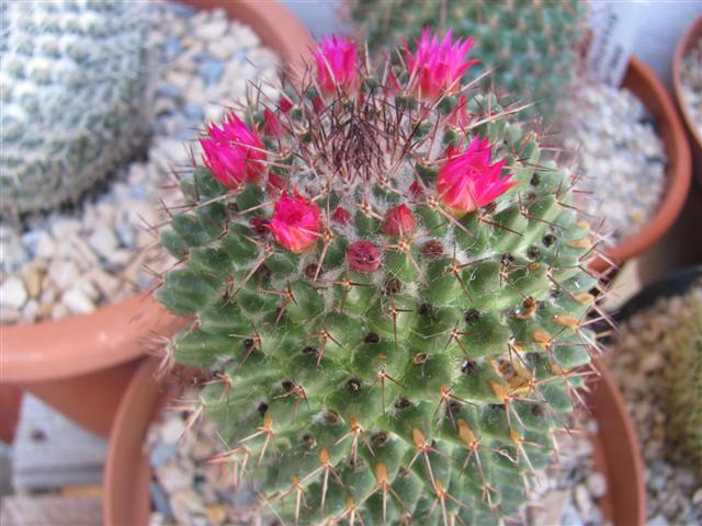 Mammillaria polythele 