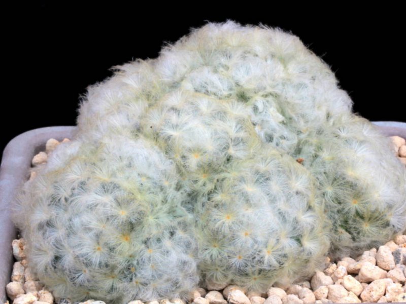 Mammillaria plumosa 