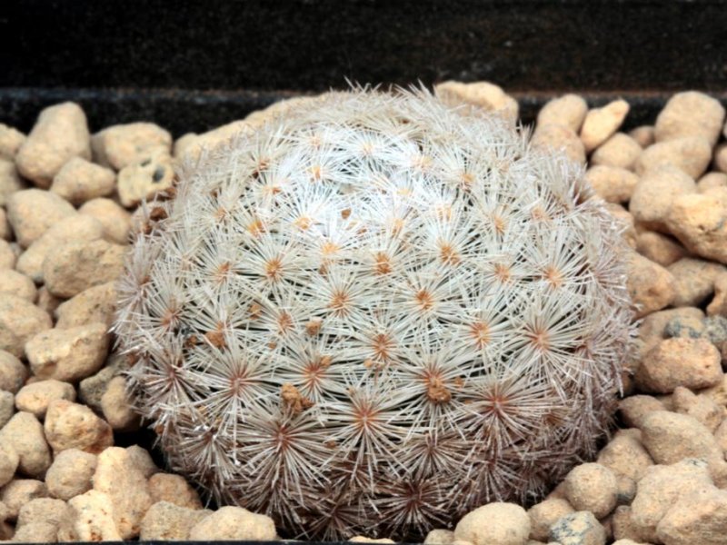 Mammillaria stella-de-tacubaya 