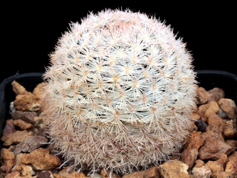 Mammillaria gasseriana 