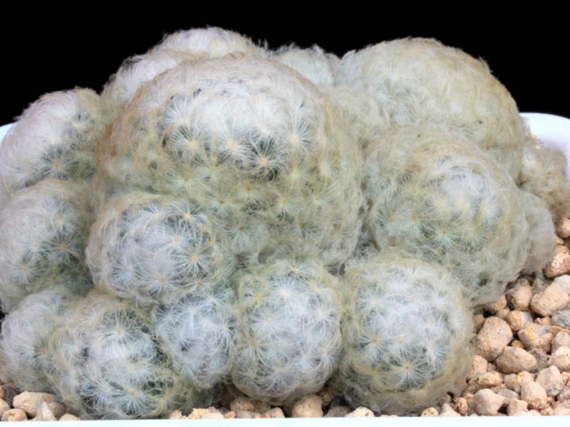 Mammillaria plumosa 