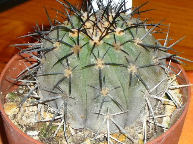 Copiapoa lembckei 