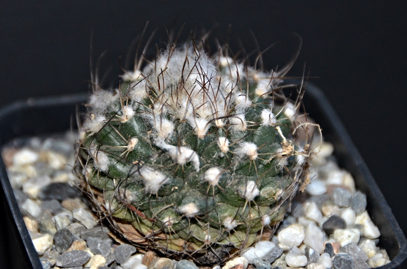 Turbinicarpus laui RS619