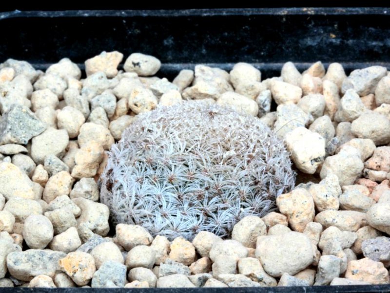 Mammillaria lasiacantha 