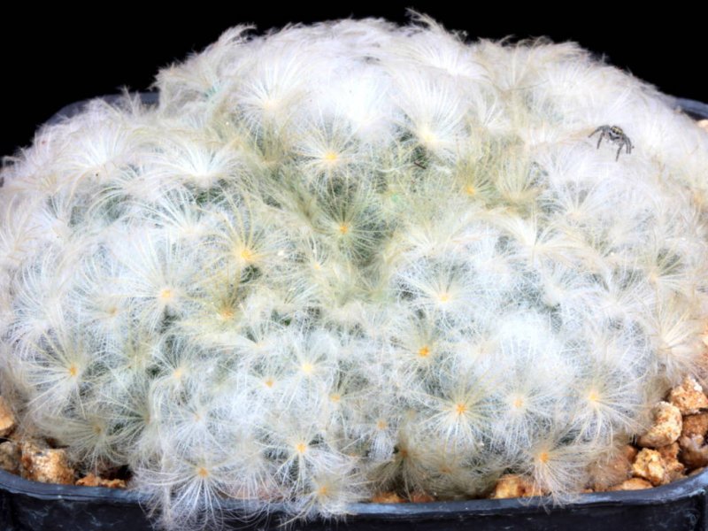 Mammillaria plumosa 