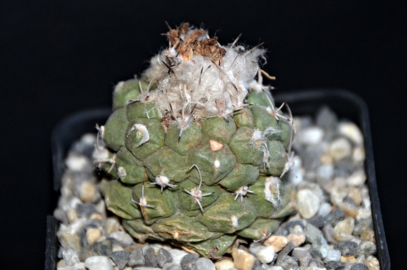 Turbinicarpus lophophoroides PP207