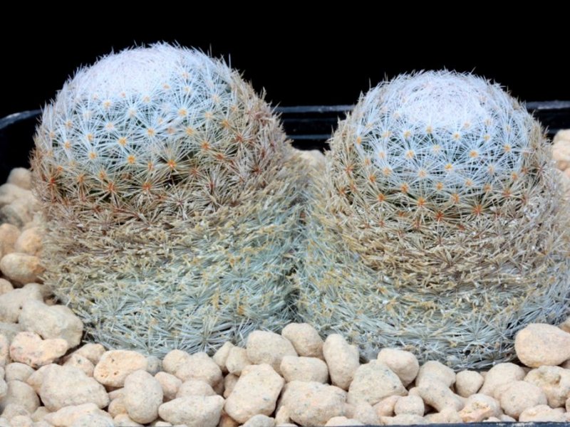 Mammillaria lasiacantha 