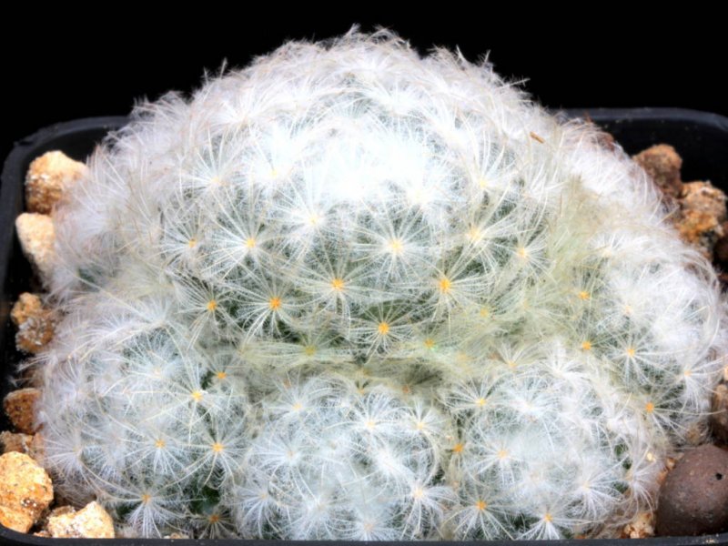 Mammillaria plumosa 