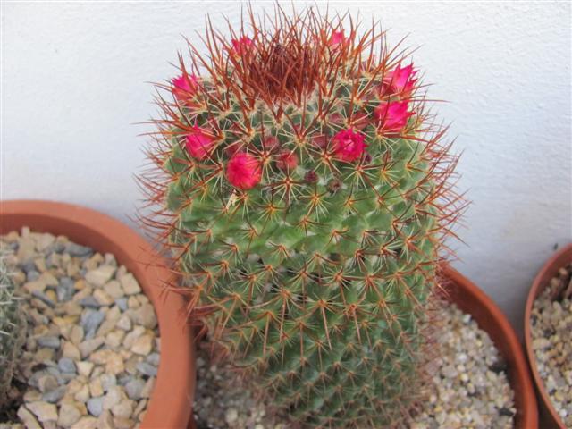 Mammillaria rhodantha 