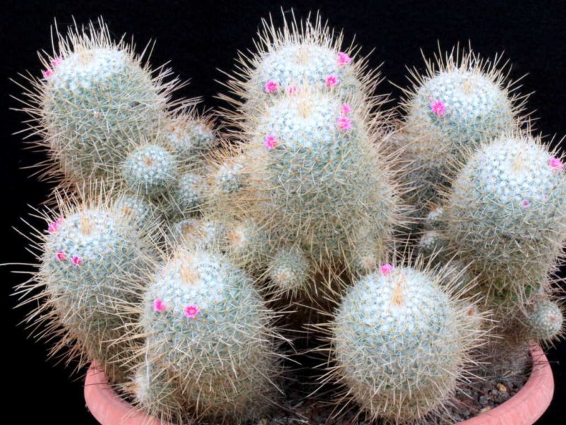 Mammillaria geminispina 