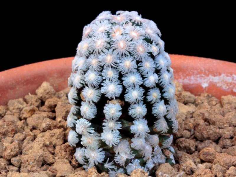 Mammillaria theresae 