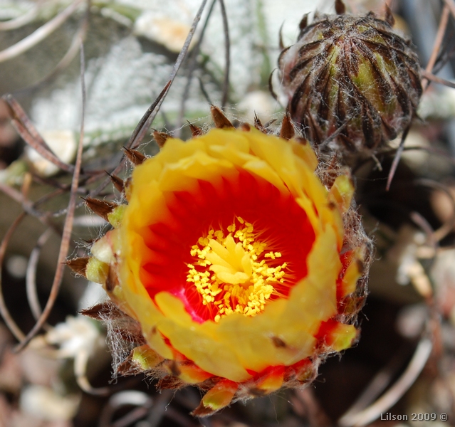 Astrophytum capricorne v. niveum 