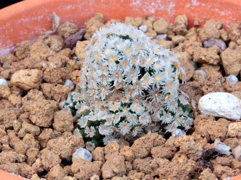 Mammillaria theresae 