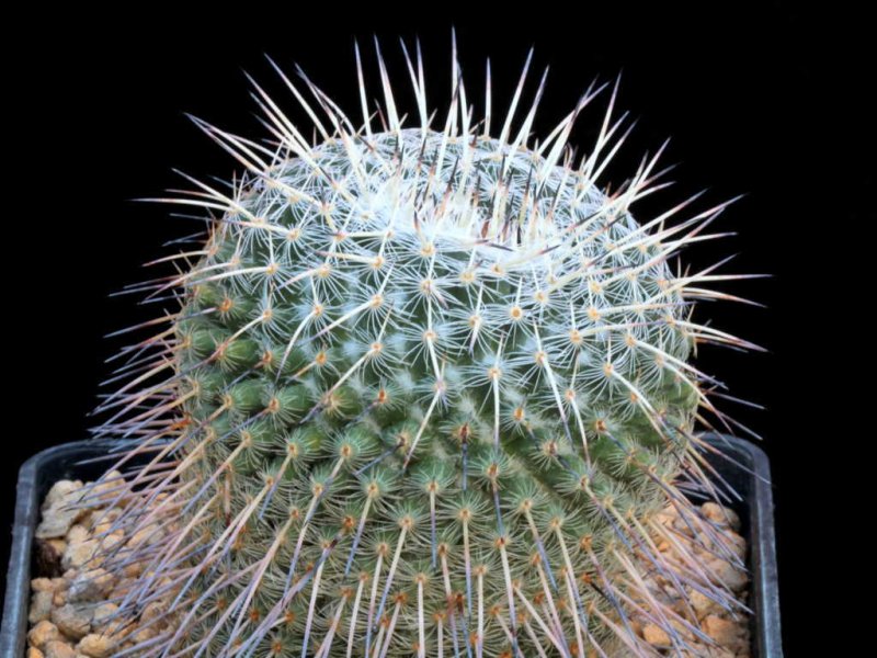 Mammillaria parkinsonii SB 315