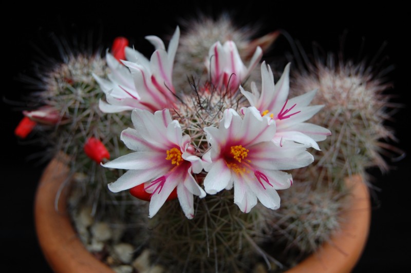 Mammillaria albicans 