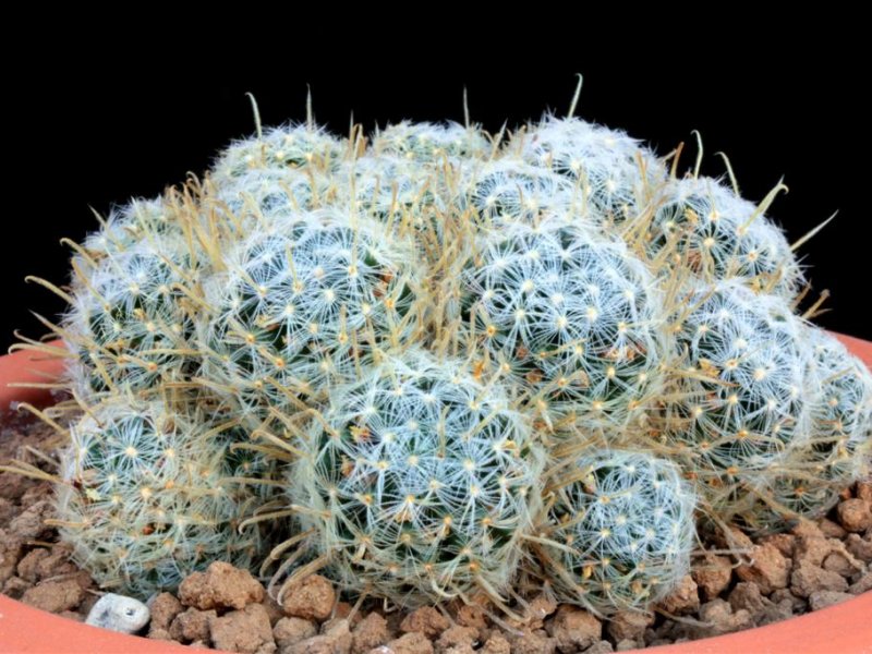 Mammillaria duwei 