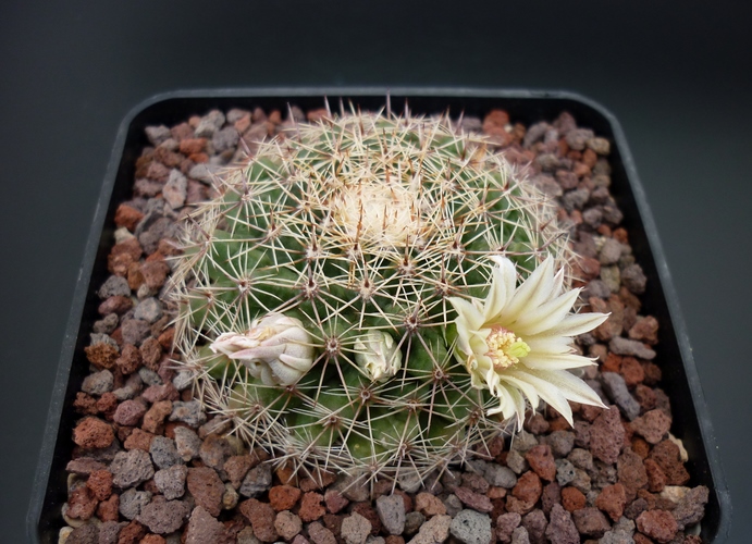 Mammillaria heyderi 