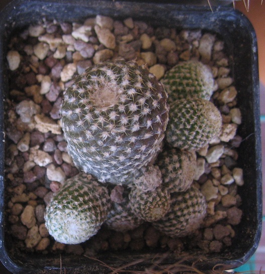 Copiapoa laui 