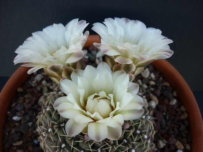 Gymnocalycium quehlianum 