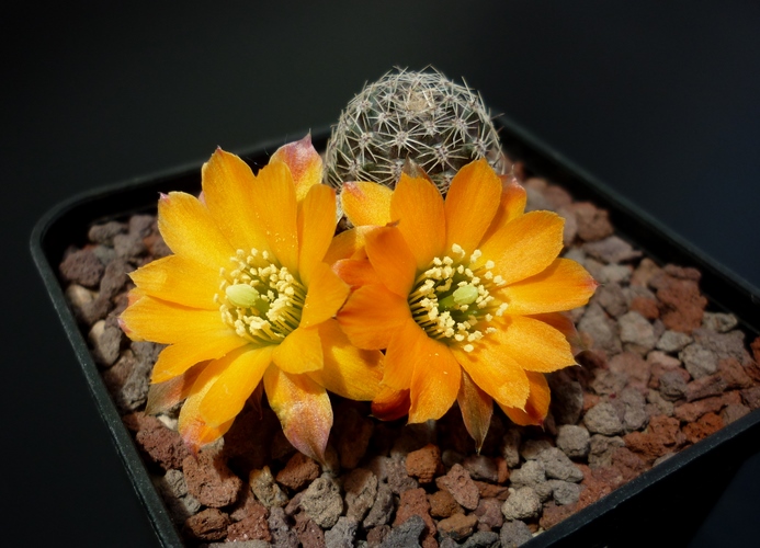 rebutia rutiliflora