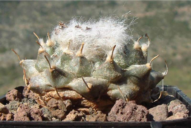 Turbinicarpus panarottoi PAN 68