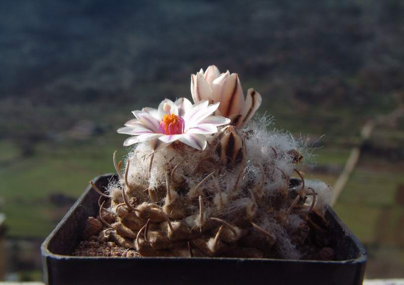 Turbinicarpus panarottoi PAN 68