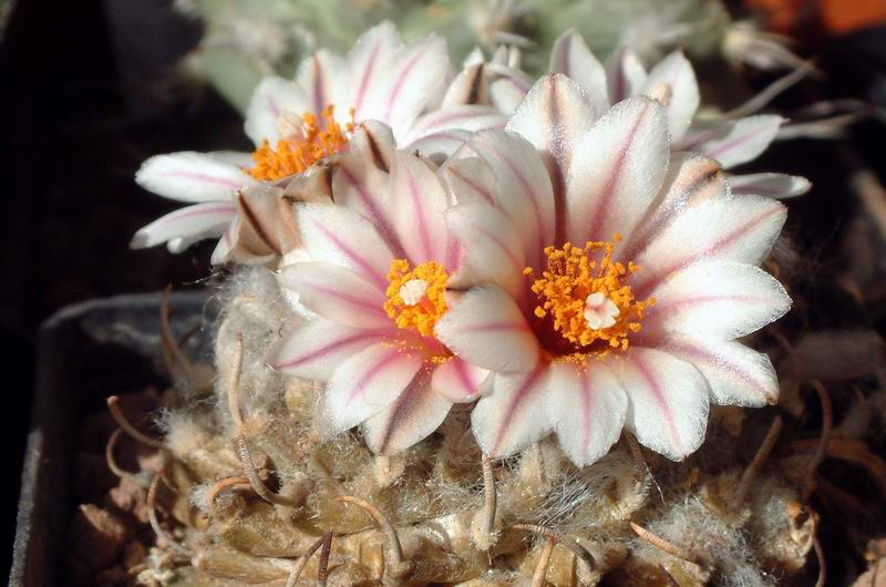 Turbinicarpus panarottoi PAN 68