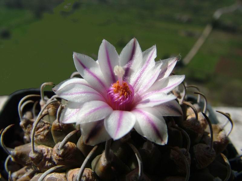 Turbinicarpus panarottoi 