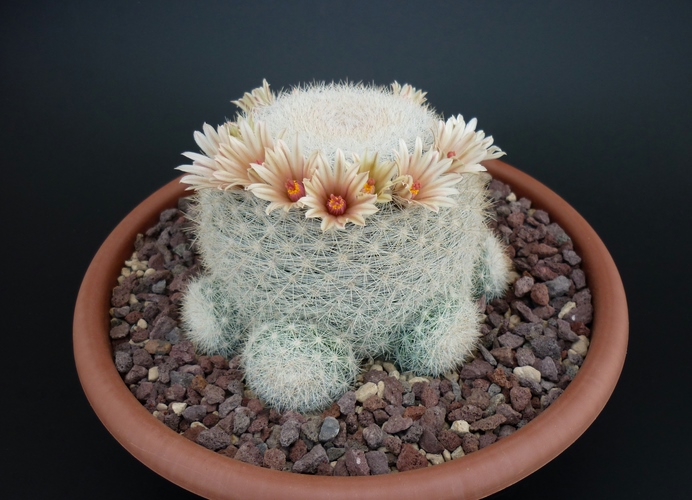 Mammillaria candida 