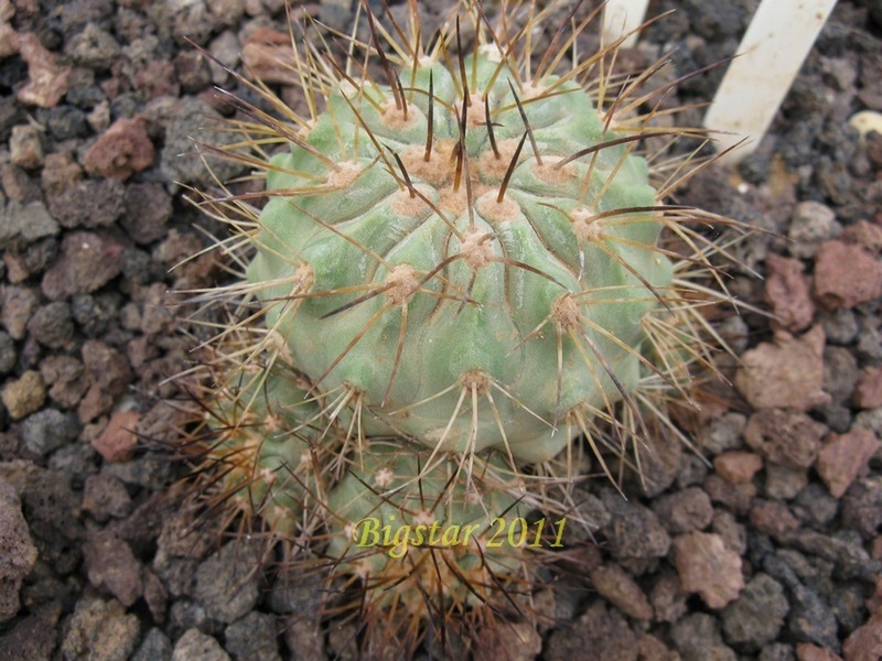 Copiapoa tenebrosa 