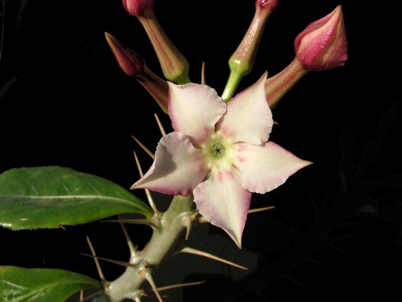 Pachypodium saundersii 