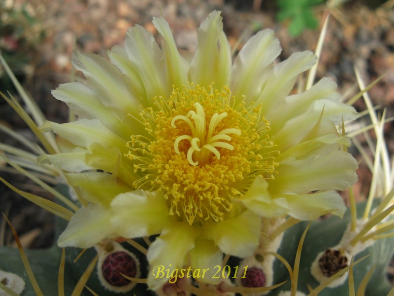 Ferocactus johnstonianus 