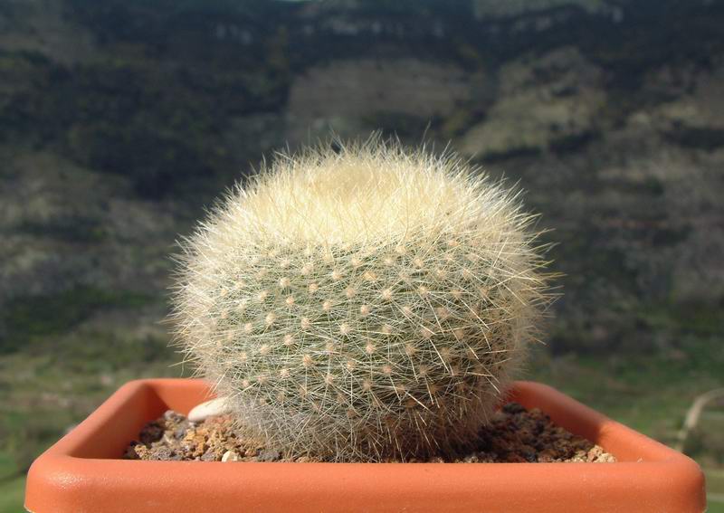 Parodia haselbergii 