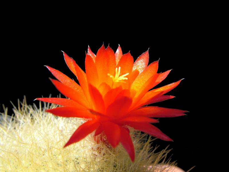 Parodia haselbergii 