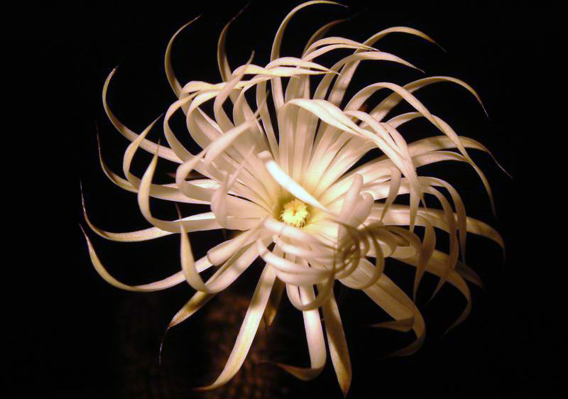 Setiechinopsis mirabilis 