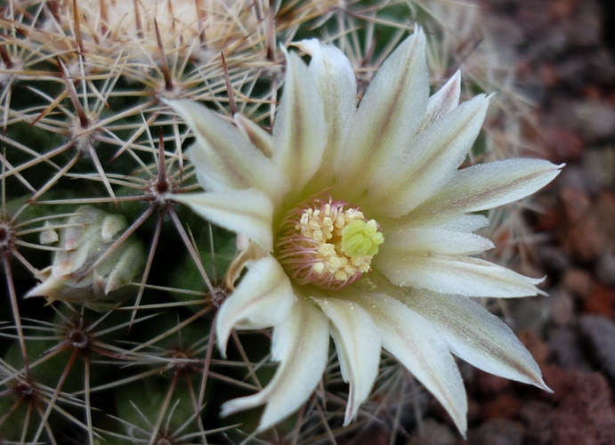 Mammillaria heyderi 