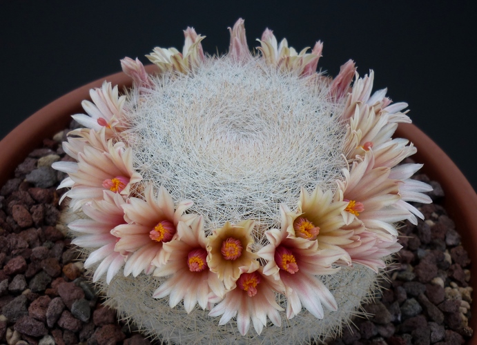 Mammillaria candida 