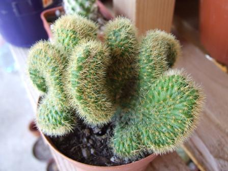 Ceistocactus winteri forma crestata 