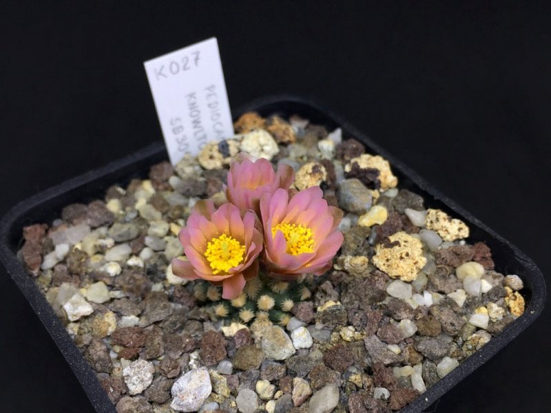 Pediocactus knowltonii SB304