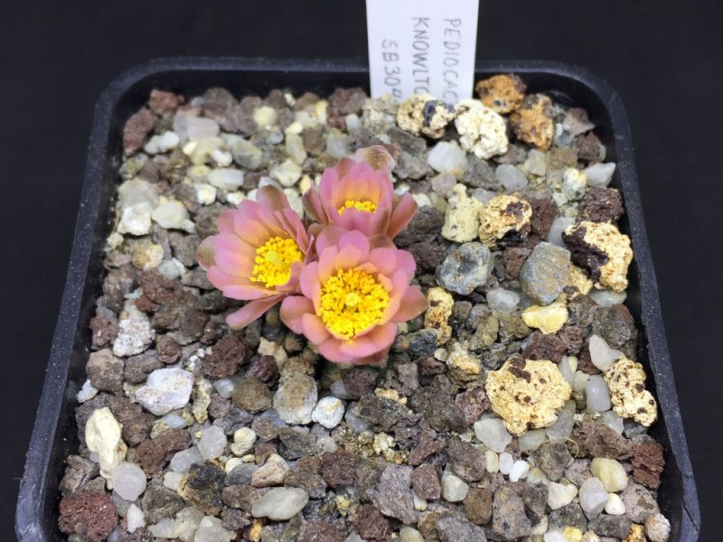 Pediocactus knowltonii SB034