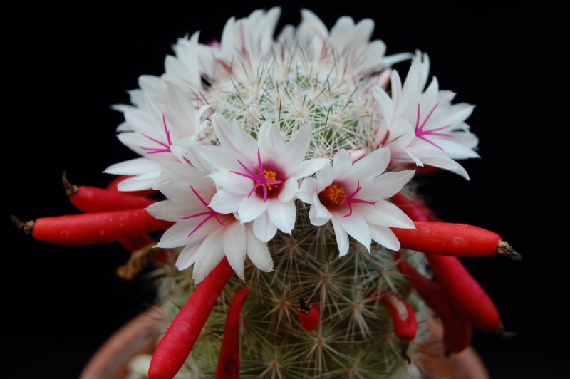 Mammillaria albicans 