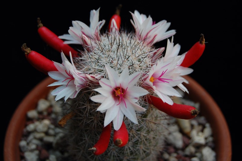 Mammillaria albicans 