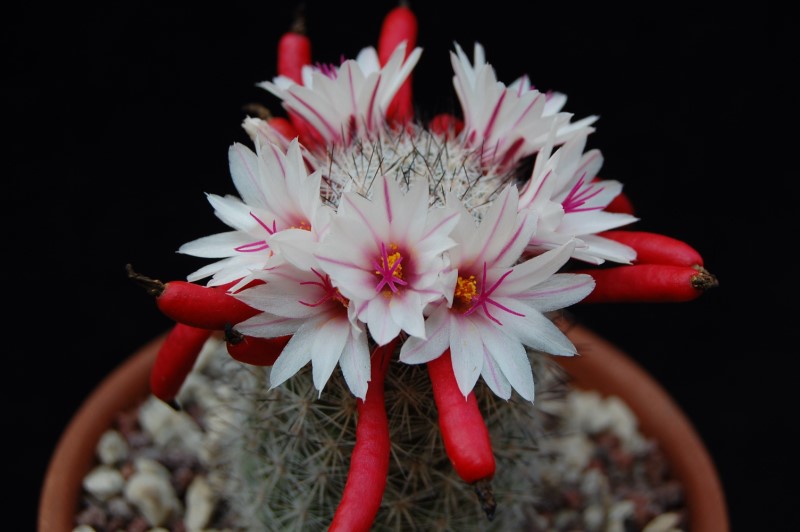 Mammillaria albicans 