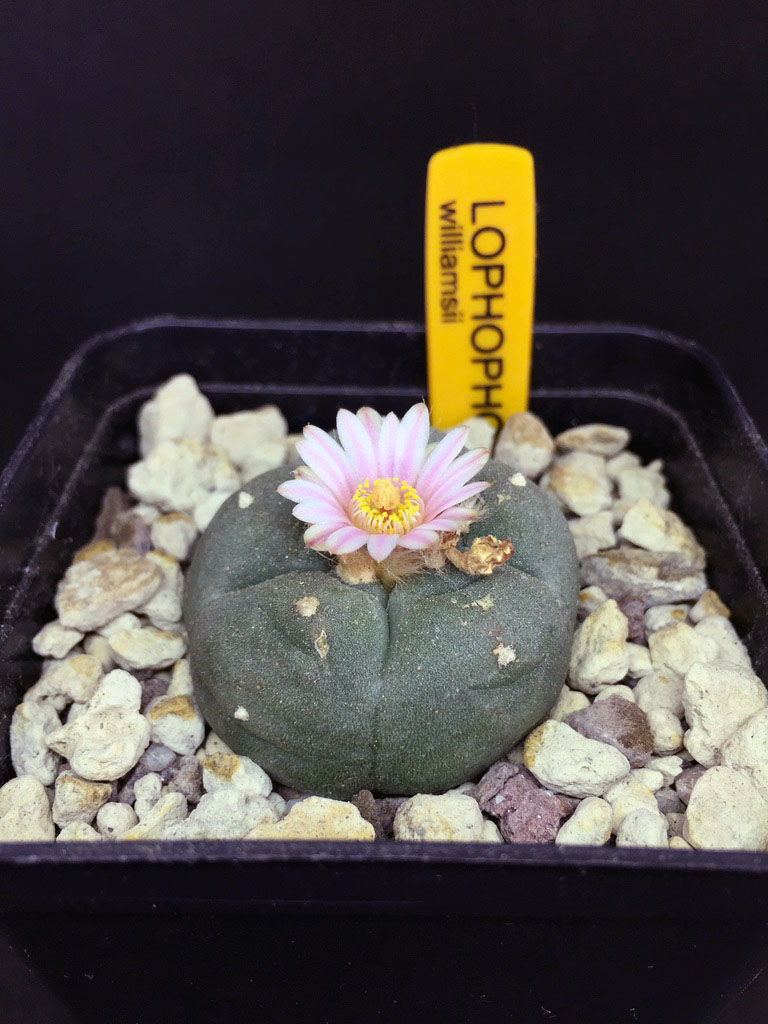 Lophophora williamsii 