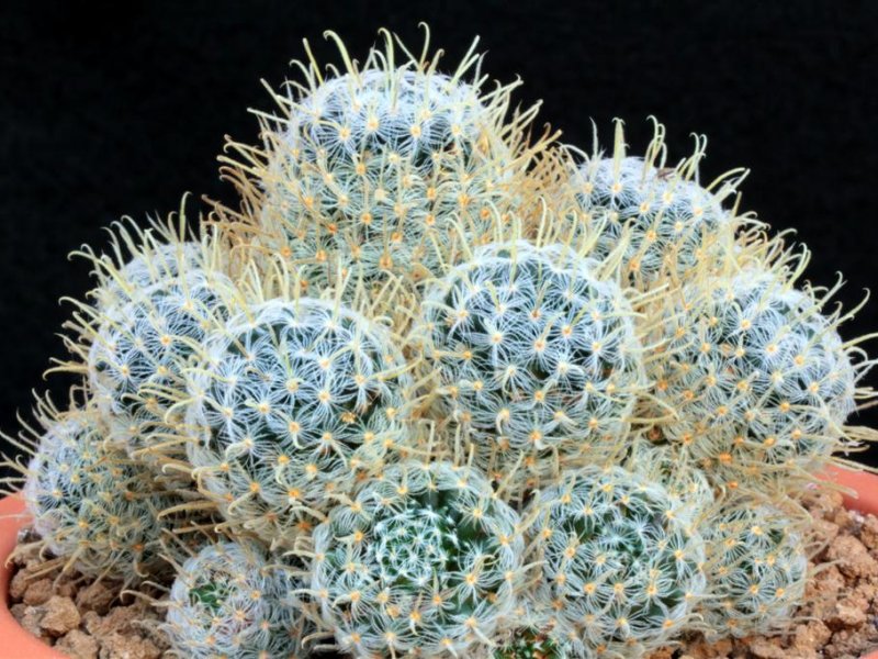 Mammillaria duwei 