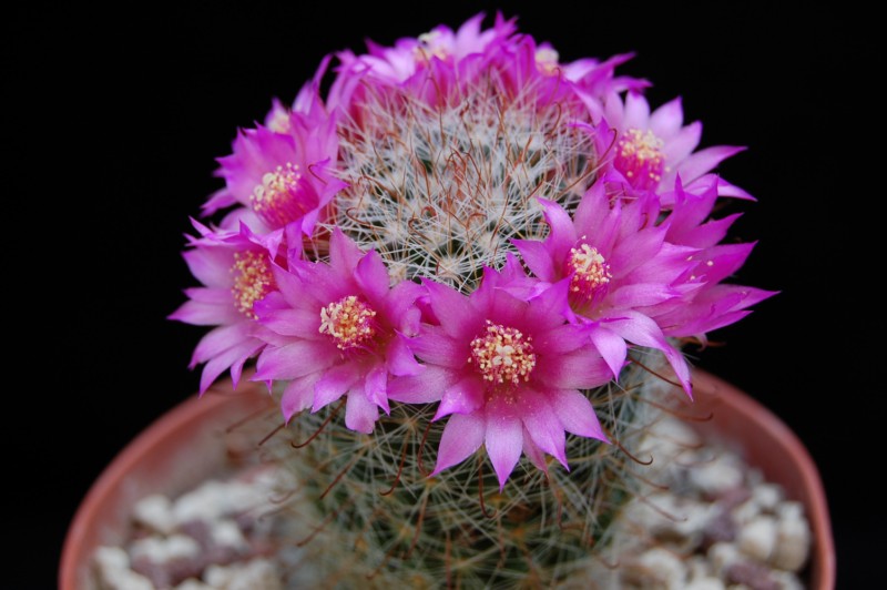 Mammillaria zeilmanniana 