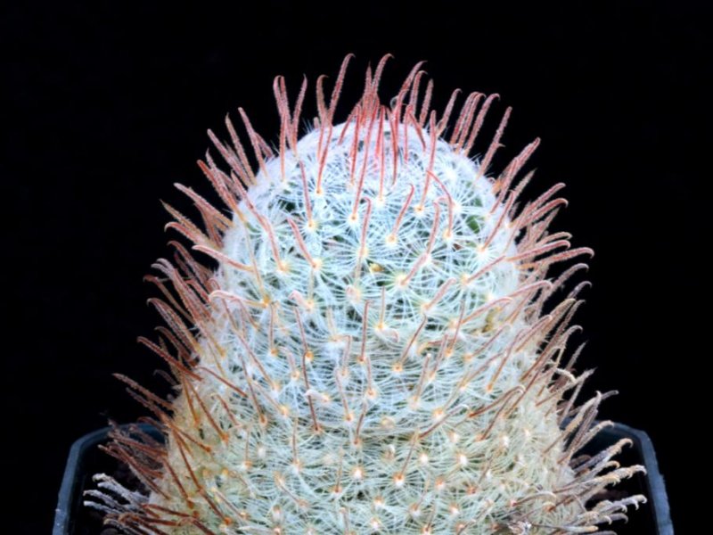 Mammillaria duwei 