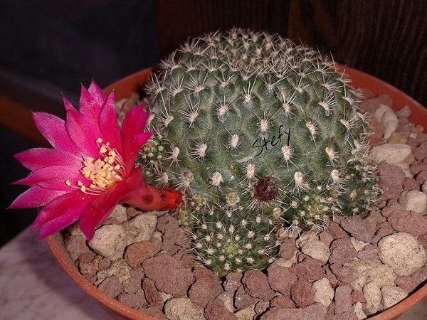 Rebutia violaciflora 