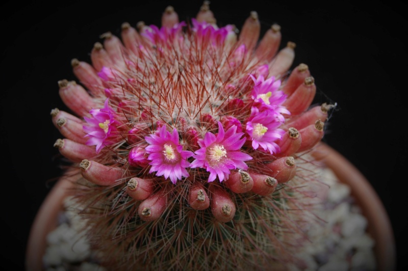 Mammillaria spinosissima 