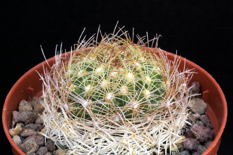 Coryphantha delaetiana SB 339